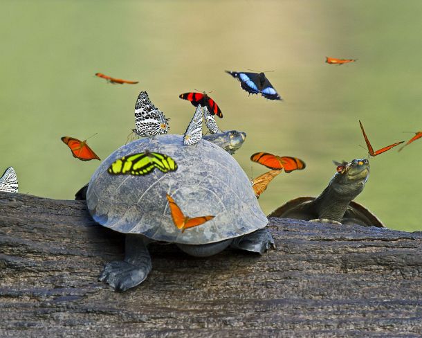 sm_peN835 Tropical butterflie ssurrounding a Yellow-spotted Amazon river turtle (Podocnemis unifilis), trying to drink its tear drops for mineral nutrients supply,...