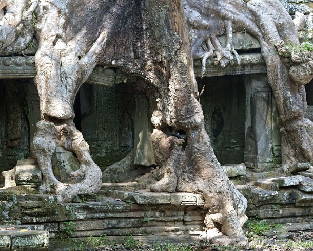 smpreakhanN1454 Tropical Strangler fig trees have overgrown the construction, both dismanteling the stone structure and yet holding them together, Preah Khan temple, built by...