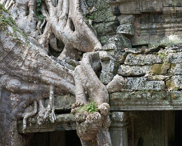 smpreakhanN1461 Tropical Strangler fig trees have overgrown the construction, both dismanteling the stone structure and yet holding them together, Preah Khan temple, built by...