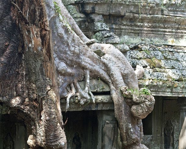 smpreakhanN1462 Tropical Strangler fig trees have overgrown the construction, both dismanteling the stone structure and yet holding them together, Preah Khan temple, built by...