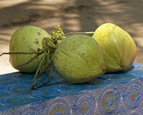 sm_khN1198 Still life with three freshly harvested coconuts on a table, Siem Reap, Cambodia