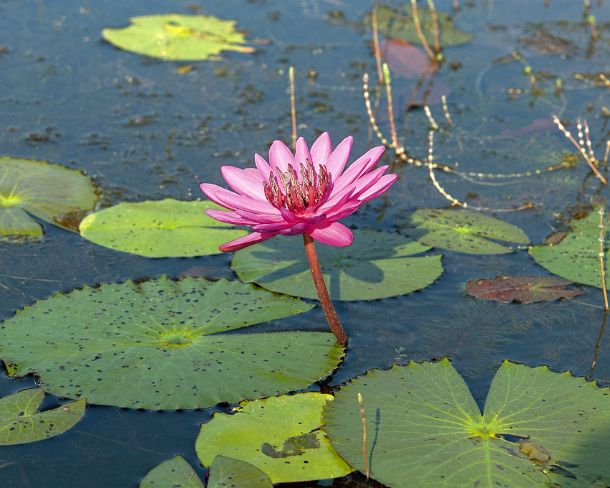 sm_khN1285 Pink water lilly, Cambodia