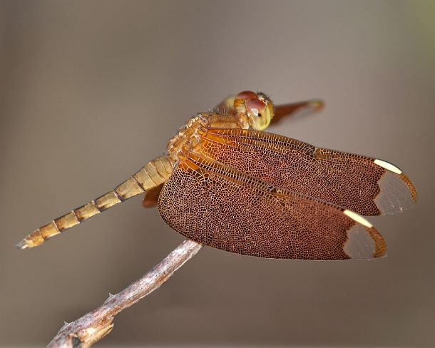 sm_khN1286 Dragonfly Fulvous Forest Skimmer, Neurothemis fulvia, female, Siem Reap, Cambodia