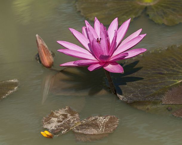 sm_khN1288 Pink water lilly, Cambodia