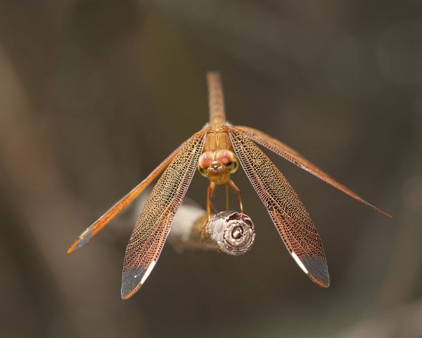 sm_khN1292 Dragonfly Fulvous Forest Skimmer, Neurothemis fulvia, female, Siem Reap, Cambodia