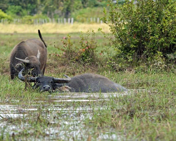 sm_khN1294 Female with calf of domestic Asian Water Buffalo, Bubalus bubalis, Cambodia