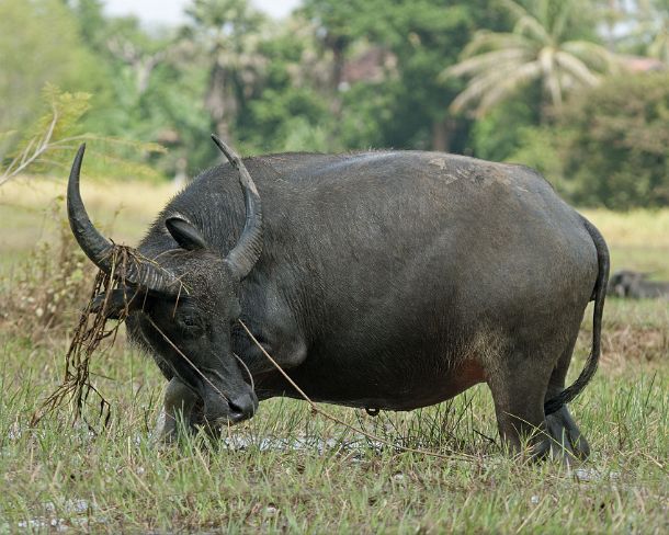 sm_khN1295 Female of domestic Asian Water Buffalo, Bubalus bubalis, Cambodia