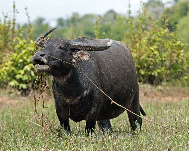 sm_khN1296 Female of domestic Asian Water Buffalo, Bubalus bubalis, Cambodia