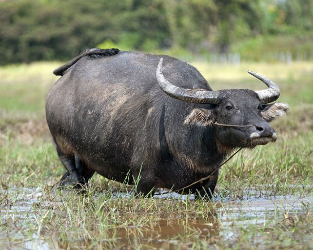 sm_khN1297 Female of domestic Asian Water Buffalo, Bubalus bubalis, Cambodia