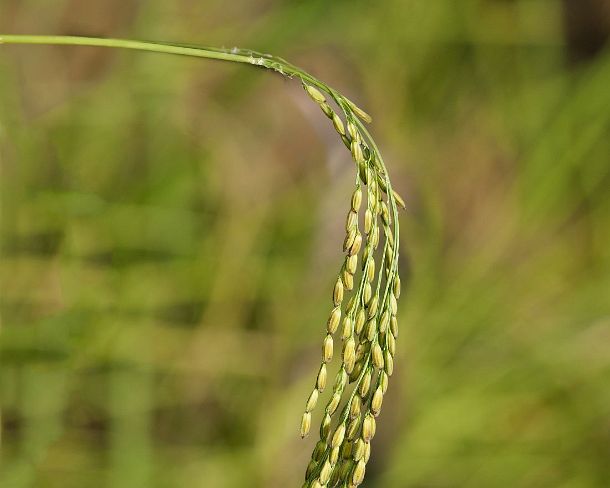 sm_khN1362 Mature rice plant, Siem Reap, Oryza sativa, Asian Rice, Siem Reap, Cambodia