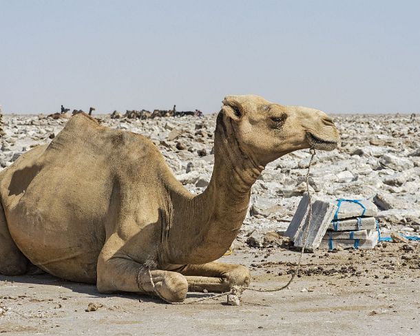 sm1gva_ET_cx3906_g Dromedars resting until being loaded with salt slabs in the eveing, Lake Assale, Danakil depression, Afar region, Ethiopia