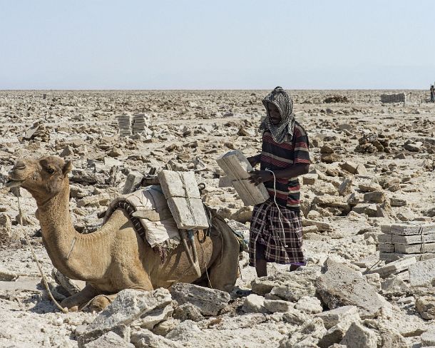 sm1gva_ET_cx3933_g Afar herder is loading a dromedar with salt slabs weighing each 7kg, Lake Assale, Danakil depression, Afar region, Ethiopia