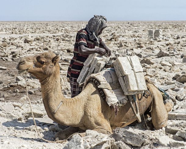 sm1gva_ET_cx3943_g Afar herder is loading a dromedar with salt slabs weighing each 7kg, Lake Assale, Danakil depression, Afar region, Ethiopia