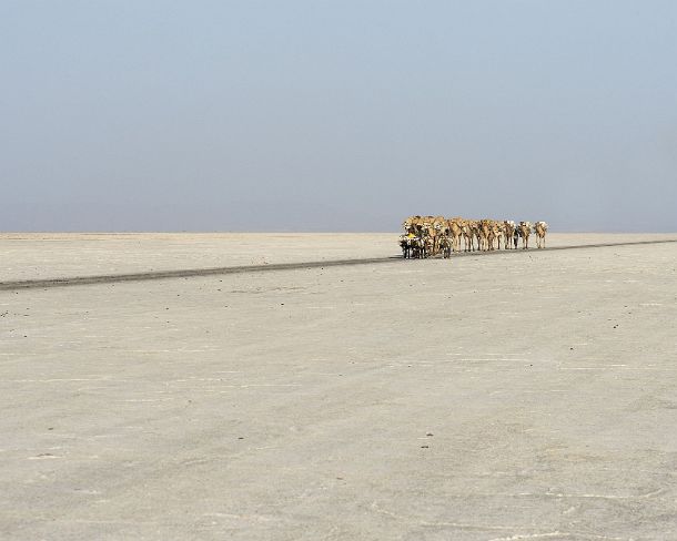 sm1gva_ET_x3489_g Dromedary caravan carrying salt (halite) slabs over Lake Assale, Danakil depression, Afar region, Ethiopia