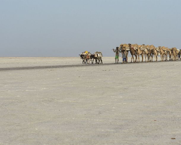 sm1gva_ET_x3494_g Dromedary caravan carrying salt (halite) slabs over Lake Assale, Danakil depression, Afar region, Ethiopia