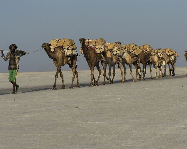 sm1gva_ET_x3504_g Afar herder leading a dromedary caravan carrying rock salt slabes (halite) over Lake Assale, Danakil depression, Afar region, Ethiopia