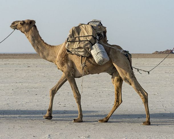 sm1gva_ET_x3513_g Dromedar of a caravan carrying salt (potash) slabs over Lake Assale, Danakil depression, Afar region, Ethiopia