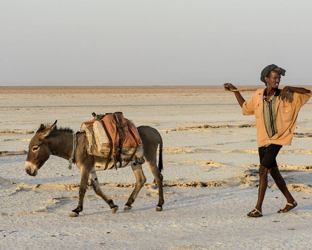 sm1gva_ET_x3575_g Afar herder with a donkey transporting salt blocks, Lake Assale, Danakil depression, Afar region, Ethiopia