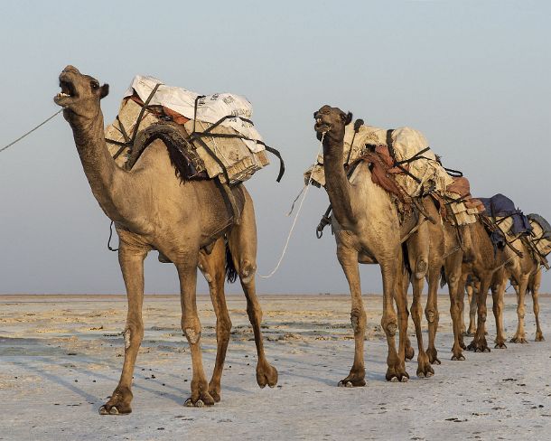 sm1gva_ET_x3580_g Dromedary caravan carrying salt (halite) slabs over Lake Assale, Danakil depression, Afar region, Ethiopia