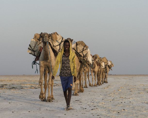 sm1gva_ET_x3588_g Afar herder leading a dromedary caravan carrying rock salt slabes (halite) over Lake Assale, Danakil depression, Afar region, Ethiopia