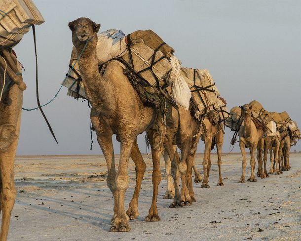 sm1gva_ET_x3590_g Dromedary caravan carrying salt (halite) slabs over Lake Assale, Danakil depression, Afar region, Ethiopia