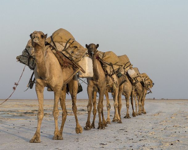 sm1gva_ET_x3594_g Dromedary caravan carrying salt (halite) slabs over Lake Assale, Danakil depression, Afar region, Ethiopia