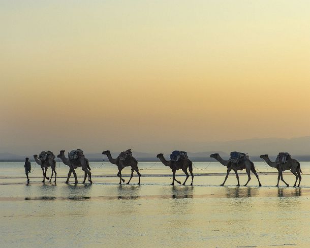 sm1gva_ET_x3604_g Dromedar caravan traversing Lake Assale at dusk, Danakil depression, of which the lowest point is situated 110m below sea level, Afar region, Ethiopia