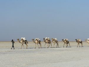 Salt mining and trade - Afar Triangle