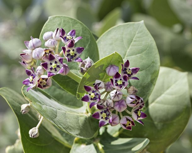 sm1gva_ET_cx3372_g Apple of Sodom (Calotropis procera), Dogbane family (Apocynaceae ), Afar Triangle, Ethiopia