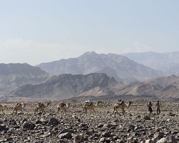 sm1gva_ET_cx3423_g Dromedary caravan traversing the Danakil depression, Afar region, Ethiopia