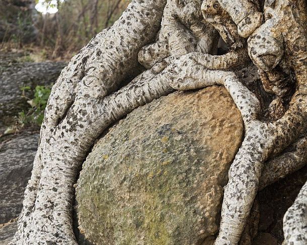 sm1gva_ET_cx1708_g Roots of Sycomore entwined around a boulder, Hawzien plain, Tigray, Ethiopia