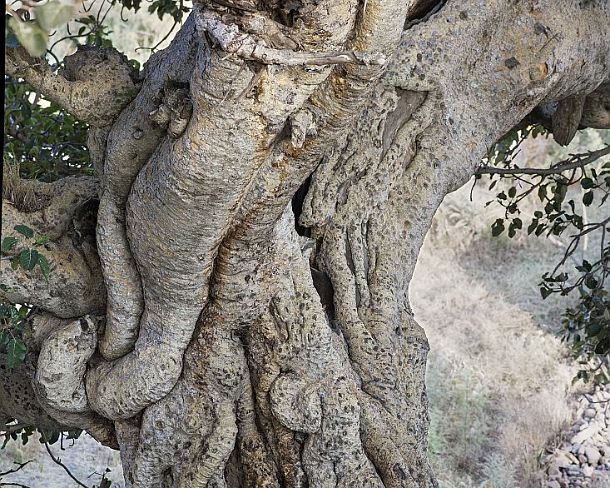 sm1gva_ET_cx1716_g Trunk of an old Sycomore fig tree (Ficus sycomorus) which has been cultivated in the region since biblical times, Hawzien plain, Tigray, Ethiopia