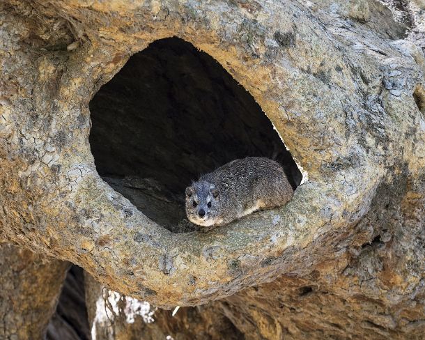 sm1gva_ET_cx1812_g Yellow-spotted rock hyrax, Procaviidae family, Hawzien, Tigray, Ethiopia