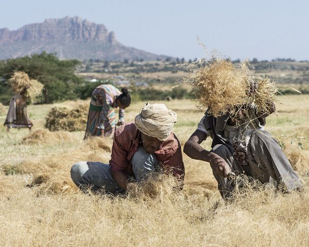 sm1gva_ET_cx1835_g Harvest of teff, an ancient crop used for preparing the traditional Ethiopian bred called Injera, Hawzien, Tigray, Ethiopia