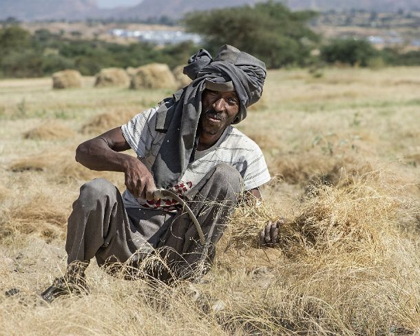 sm1gva_ET_cx1841_g Farmer harvesting teff, an ancient crop used for preparing the traditional Ethiopian flatbred called Enjera,Hawzien, Tigray, Ethiopia