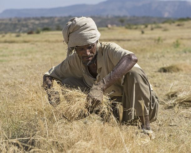 sm1gva_ET_cx1859_g Farmer harvesting teff, an ancient crop used for preparing the traditional Ethiopian flatbred called Enjera,Hawzien, Tigray, Ethiopia