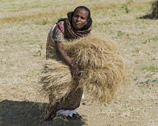 sm1gva_ET_cx1865_g Farmer woman collecting the harvested teff crop, used for preparing the traditional Ethiopian flatbred Injera, Hawzien, Tigray, Ethiopia