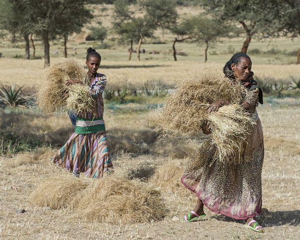 sm1gva_ET_cx1867_g Farmer women collecting the harvested teff crop, used for preparing the traditional Ethiopian flatbred Injera, Hawzien, Tigray, Ethiopia