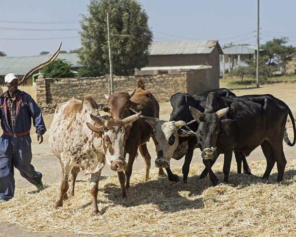 sm1gva_ET_cx2293_g Traditionelles Dreschen von Teff (Zwerghirse) durch Ausreiten mit Rindern, Hawzien Ebene, Tigray, Ã„thiopien / Traditional method of threshing teff cereal by...