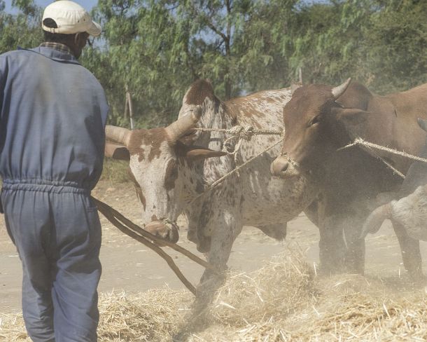 sm1gva_ET_cx2299_g Traditional method of threshing teff cereal by making oxen walk in circles on the grain, Hawzien plain, Tigray, Ethiopia