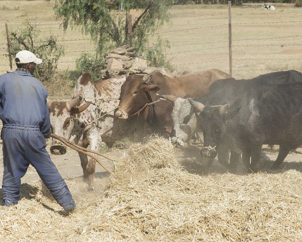 sm1gva_ET_cx2303_g Traditional method of threshing teff cereal by making oxen walk in circles on the grain, Hawzien plain, Tigray, Ethiopia