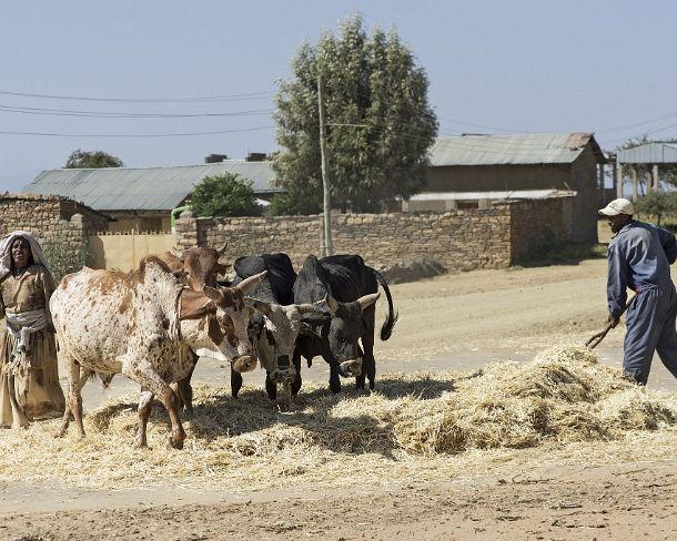 sm1gva_ET_cx2325_g Traditional method of threshing teff cereal by making oxen walk in circles on the grain, Hawzien plain, Tigray, Ethiopia