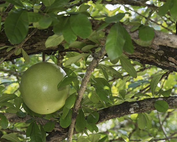 smLuangPN1506 Fruits of Bengal quince tree (Aegle marmelos, commonly known as bael) said to have healing effects, Luang Prabang, Laos