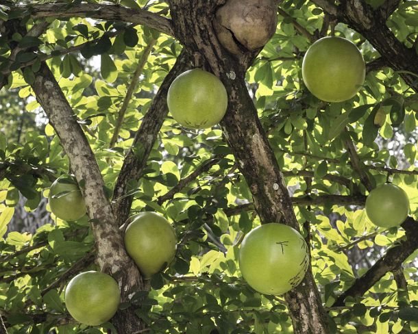 smLuangPN1507 Fruits of Bengal quince tree (Aegle marmelos, commonly known as bael) said to have healing effects, Luang Prabang, Laos