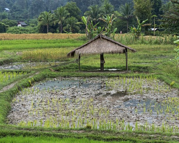 smLuangPN1489 Paddy field of the traditional rice farm run by the community enterprise Living Land, Ban Phong Van close to Luang Prabang, Laos