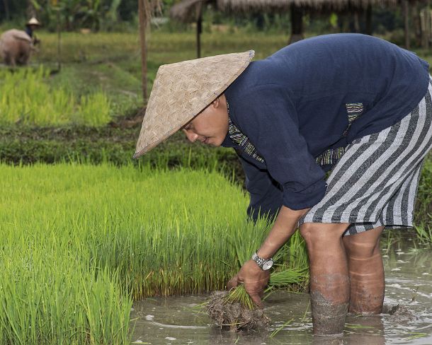 smLuangPN1491 Seedlings are being removed from the nursary for planting, traditional rice farming in the rice farrm of the community enterprise Living Land, Ban Phong Van...