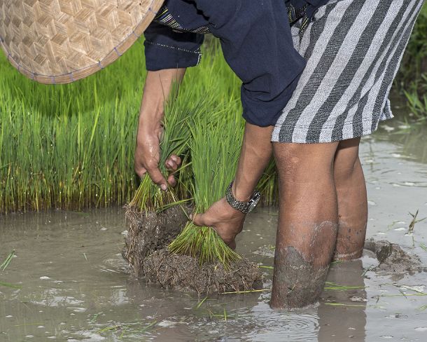 smLuangPN1492 Seedlings are being removed from the nursary for planting, traditional rice farming in the rice farrm of the community enterprise Living Land, Ban Phong Van...