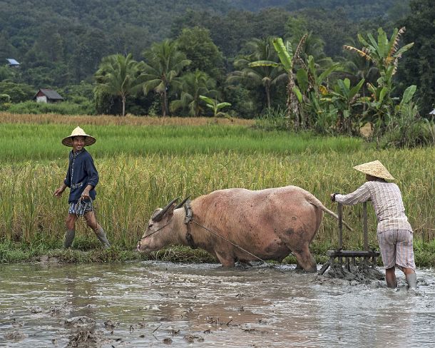 smLuangPN1494 Preparation of a paddy by ploughing it with the help of a buffalo. traditional rice farming in the rice farrm of the community enterprise Living Land, Ban Phong...