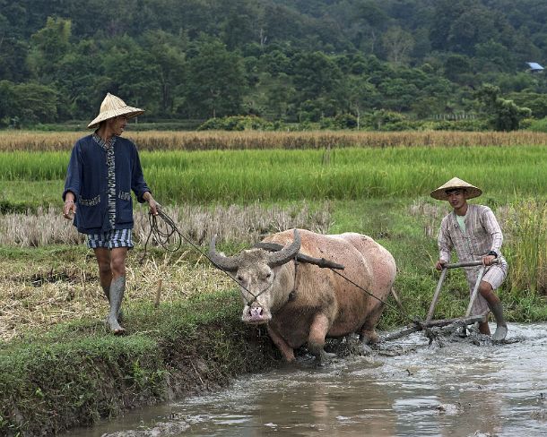 smLuangPN1495 Preparation of a paddy by ploughing it with the help of a buffalo. traditional rice farming in the rice farrm of the community enterprise Living Land, Ban Phong...