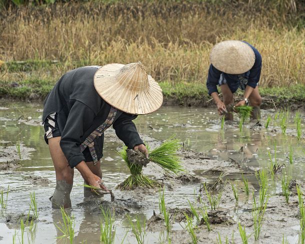 smLuangPN1496 Planting each seedling by hand into the ploughed paddy, traditional rice farming in the rice farrm of the community enterprise Living Land, Ban Phong Van close...